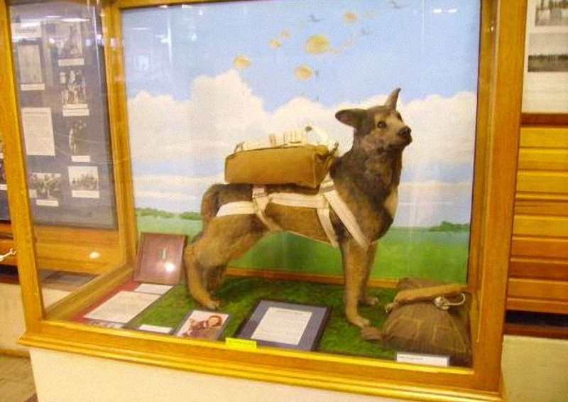 Illustration for article titled The Heroic Parachuting Dogs of D-Day